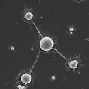 (© Tetyana Milojevic)