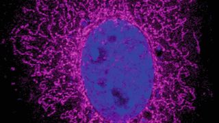 Das ARHGAP11B-Protein (Magenta) ist in den Mitochondrien vorhanden. Der Zellkern wird durch DAPI (blau) visualisiert. (Namba et al. / MPI-CBG)