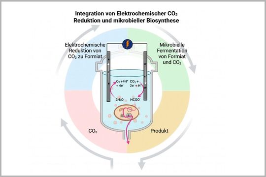 Die Studie stellt ein neues Hybridsystem vor, das elektrochemische CO₂-Reduktion mit der mikrobieller Biosynthese einer wertvollen Chemikalie in einem einzigen Reaktor vereint. (Bild:  Simone Bachleitner, Paniz Izadi)