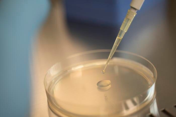 Ein Tropfen Flüssigkultur mit der Hefe wird zur weiteren Untersuchung auf eine Petrischale mit sterilem Nährmedium übertragen. (Bild: Eurac Research, Andrea De Giovanni)