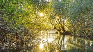 Unter anderem mit neuen Monitoringprogrammen wollen Forscher den Rückgang der Süßwasser-Biodiversität verlangsamen. (Mark J. Barrett)