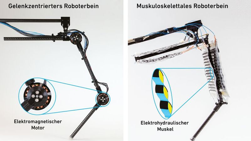 Herkömmliche Roboterbeine werden mit einem elektromagnetischen Drehmotor angetrieben (links), während die Forschenden beim muskuloskelettalen System elektrohydraulische Aktuatoren – also künstliche Muskeln – verwenden (rechts). (Bild:  Thomas Buchner / ETH Zürich und Toshihiko Fukushima / MPI-IS)