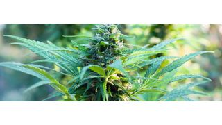 Abb. 1: Vielfach begehrt – der psychoaktive Inhaltsstoff der Hanfpflanze THC  (©sashagrunge/Fotolia.com)