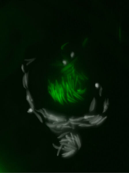 Packender geht‘s kaum: Wenn Spermienvorläufer von Taufliegenmännchen reifen, lässt sich das Protamin Prtl99C nachweisen (grün gefärbt), während frühere Stadien noch eine Histon-basierte Verpackung des Erbguts enthalten (weiß). (Bild: Zeynep Eren-Ghiani, Philipps-Universität Marburg)