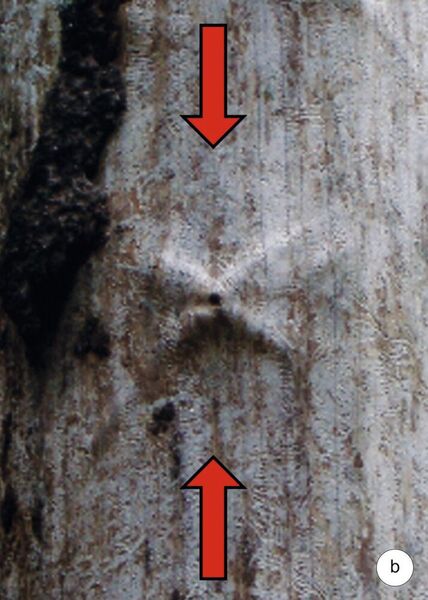 Abb. 3b: Reparierte Gleitlinienkreuze sieht man oft an alten Astknoten der eher weichen Nadelbäume, über die der besorgte Baum zwei Kreuzrippen wachsen lässt und damit den beiden inneren Bastionen des Holzes noch eine dritte hinzufügt: Diese biologische Bastion kann nur der lebende Baum leisten. 
Die Faserumlenkung in der Nähe der Astknoten bewirkt Querkräfte, deren Schub sich zu dem ohnehin vorhandenen Schub aus der Druckbelastung addiert. Das macht den Astknoten zum Schubkreuzfavoriten.  (KIT)
