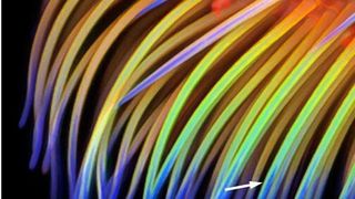 Hafthaare des Siebenpunkt-Marienkäfers (Coccinella septempunctata), visualisiert mit einem Konfokalen Laserrastermikroskop. Strukturen mit hohen Konzentrationen des Proteins Resilin sind blau dargestellt. (Bild: CAU Kiel, Jan Michels)