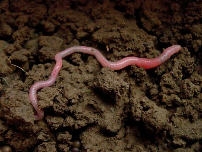 Some estimates have indicated earthworms can increase overall plant productivity by about 25 percent. 