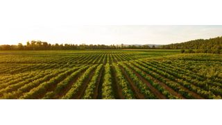 Falsche Düngung kann zu Verunreinigung des Grundwassers führen. (Bild: gemeinfrei)