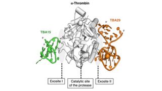 Human thrombin. Thrombin is the enzyme responsible for bleeding and for blood clotting, depending on how it’s activated, and has two DNA drug-binding sites.  (Source: ©2023 Yoshimoto et al. CC-BY)