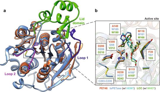 Die Struktur von PET46 ähnelt der von bereits bekannten Enzymen wie IsPETase und LCC und weist dabei einzigartige Merkmale auf. Beispielhaft ist der ungewöhnliche „Deckel“, der in der Abbildung in hellgrüner Farbe hervorgehoben ist.(Bild:  © Perez-Garcia, P., Chow, J., Costanzi, E. et al. (2023))