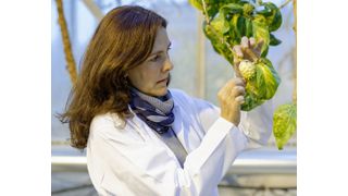 Die Max-Planck-Wissenschaftlerin Dr. Sofia Lavista Llanos untersucht die Früchte des Noni-Baums. (Bild: Anna Schroll)