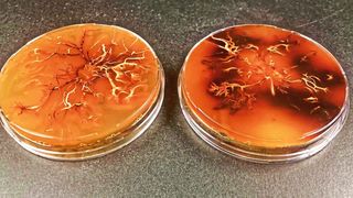 Pilzkultur von Armillaria cepistipes. Dunkle Areale enthalten besonders viel Melanin. (Empa)