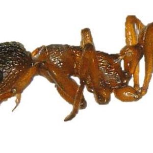 Auf Ameisen der Art Myrmica rubra beeinflusst das Verhältnis von festen und flüssigen Bestandteilen die Funktionsfähigkeit ihrer Kohlenwasserstoffschicht  – als Austrocknungsschutz und als Kommunikationssignal. 