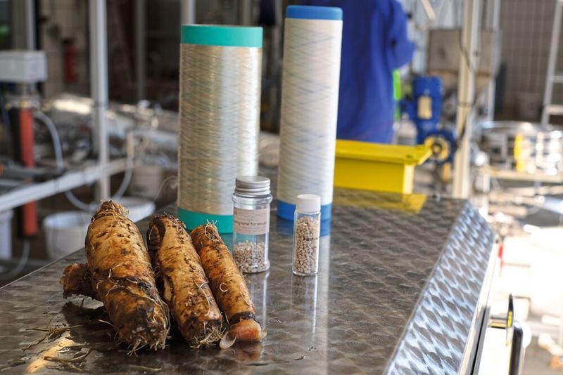 Plastik vom Feld: Die HMF-PEF-Wertschöpfungskette von Chicorée-Wurzelrüben als Ausgangsbiomasse über PEF-Granulat von AVA Biochem bis zu PEF-Fasern, die etwa für Reifencord oder Textilien genutzt werden können. (© Universität Hohenheim, Maciej Olszewski)