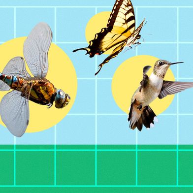Statt komplexe Regelungstechnik nachzurüsten, lässt sich Stabilität in die Mechanik von Flügelschlagrobotern hinein konstruieren. (Bild: Laila Milevski/Cornell University)