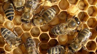 Komplementäre Geschlechtsbestimmung: Das Geschlecht der Honigbiene wird anhand unterschiedlich kombinierter Varianten des csd-Gens bestimmt.  (Bild: Heinrich-Heine-Universität)