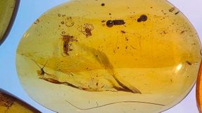 Case 6, photographed by Dr Jose de la Fuente. Amber now held in the KGJ Colección, Ciudad Real. (Source: Dr Jose de la Fuente)