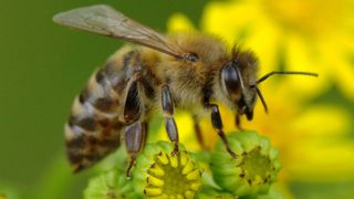 Epigenetik – Bienenkönigin und Arbeiterin teilen trotz äußerlicher Unterschiede das gleiche Erbgut.  (Bild: Tobias Schwerdt/DKFZ)