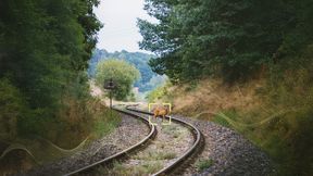 Wildtiere retten, Unfälle vermeiden: Das ist das Ziel des neuen Systems von Alstom und Flox Intelligence, das jetzt getestet wird.  (Bild: Flox Intelligence 2026)