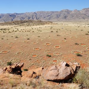 Blick auf die mysteriösen Feenkreise in Namibia. Die geheimnisvollen, kahlen Flecken im Grasland kommen zu Millionen im Übergang zur Namib-Wüste vor. Dieses Foto im Marienflusstal wurde nahe eines der Studienflächen aufgenommen, für das die Forscher ausgiebige Luftbildauswertungen vornahmen. Die Autoren der Studie haben erstmalig die räumlichen Muster der Feenkreise im Detail untersucht. Typisch sind die regelmäßigen Mindestabstände zwischen den Kreisen auf kleinen Nachbarschaftsskalen und die homogen, gleichmäßige Verteilung auf großen Skalen. Die Forscher sehen in diesen Auswertungen einen klaren Beleg für die Entstehungstheorie der Selbstorganisation, bei der die Kreismuster durch Pflanzenkonkurrenz um Wasser entstehen.