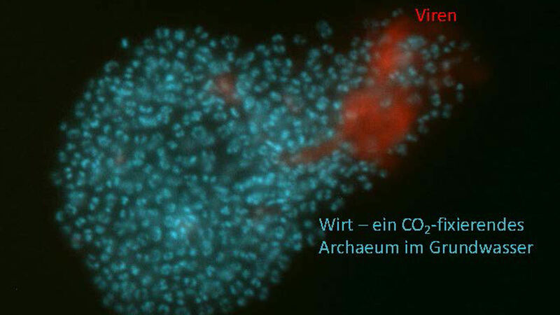 Mikroskopische Killer aus der Tiefe  In unterirdischen Schwefelquellen haben Forscher der Universität Duisburg-Essen neuartige Viren (im Bild rot) entdeckt. Sie befallen in der Tiefe lebende, einzellige Mikroorganismen, die so genannten Altiarchaeen (im Bild grünblau). Die abgetöteten Archaeen dienen dann als Nahrung für andere Mikroorganismen, sodass die Viren den Grundstein für diese unterirdische Nahrungskette legen.  Hier gehts zur Originalmeldung Wissenschaftsbild des Tages vom 3.8.2021   (V. Turzynksi/L. Griesdorn/A. Probst)