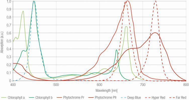 Die Lichtabsorption von Pflanzen durch unterschiedliche Wellenlängen des Lichts. Im tiefen Rot von etwa 730 nm wird das Wachstum der Pflanzen gesteuert. (Bild: Osram Opto Semiconductors)
