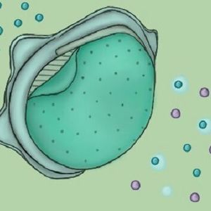 The pores in the the polymeric membrane can be as small as 5 nanometers in diameter, preventing the passage of tiny particulate matter, including viruses.