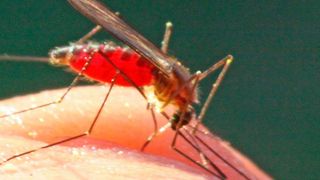 Anopheles-Mücken können Malaria-Erreger übertragen. (Becker )