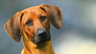 Hunde, Katzen oder einige Affenarten bewegen heftig ihre Ohren, um sie auf Geräusche zu richten. Dass auch der Mensch dazu in der Lage ist, war bisher unbekannt. (Symbolbild) (©Petra Eckerl - stock.adobe.com)