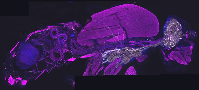 Querschnitt durch eine erwachsene Fliege: Die Octopamin-nutzenden Nervenzellen sind weiß dargestellt. Sie verlaufen vom zentralen Nervensystem zu verschiedenen Organen im Körper, darunter auch Muskeln (magenta).(Bild:  Mareike Selcho/Universität Leipzig)