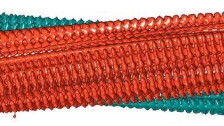 3D-Rekonstruktion einer Amyloid-Fibrille aus zwei Protofilamenten (rot/grün), die aus Kryo-Elektronenmikroskopie-Aufnahmen errechnet wurde. ((c) Forschungszentrum Jülich / HHU Düsseldorf / Gunnar Schröder )