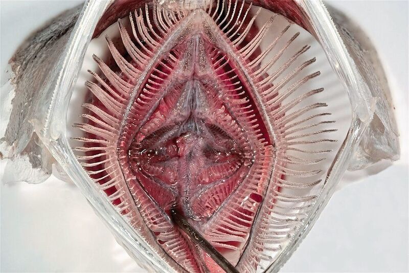 Blick ins geöffnete Maul einer Sardelle: Die Kiemenbögen haben verlängerte Kiemenrechen mit Dentikeln und bilden so ein feines Sieb. (Jan Hagenmeyer/Uni Bonn)