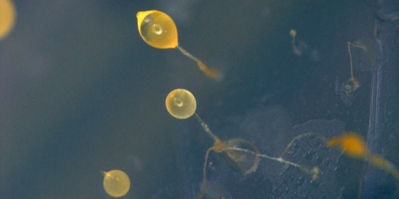 Die einzellige Amöbe Dictyostelium discoideum kann sich zu einem vielzelligen Verband zusammenschließen und Fruchtkörper ausbilden, die Sporen produzieren. Die einzellige Amöbe Dictyostelium discoideum kann sich zu einem vielzelligen Verband zusammenschließen und Fruchtkörper ausbilden, die Sporen produzieren.