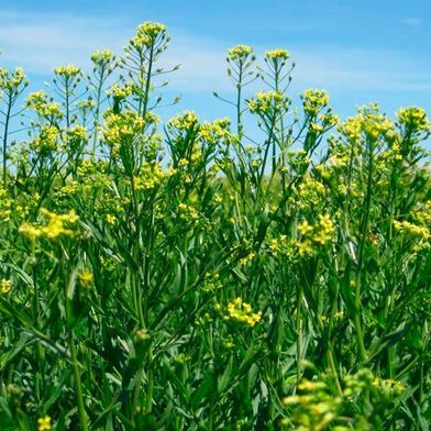Bayer und BP starten eine langfristige, strategische Zusammenarbeit, um die Ölsaat Camelina (Leindotter) unter der Marke Newgold für die Produktion von Biokraftstoffen zu vermarkten. (Bild: Bayer)