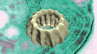 Ein IM30-Ring bindet an interne Membranen. Im Hintergrund ist der Ausschnitt einer elektronenmikroskopischen Aufnahme einer Blaualge zu sehen. Im Vordergrund ist ein 3-D-Modell des IM30-Rings gezeigt. Die Größenverhältnisse sind nicht maßstabsgetreu. (Bild: Dirk Schneider, Jürgen Markl)