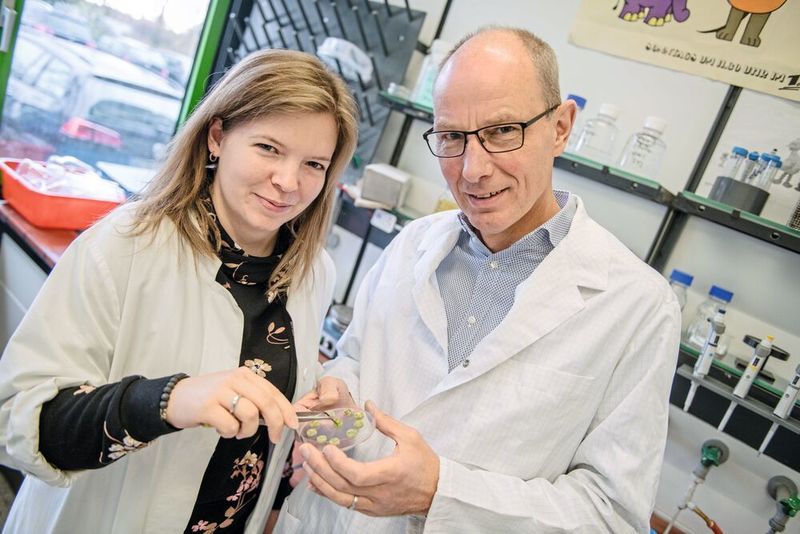 Jessica Borgmann und Franz Narberhaus züchteten das Bodenbakterium im Labor – in Pflanzentumoren auf Kartoffelscheiben.   (© RUB, Marquard)