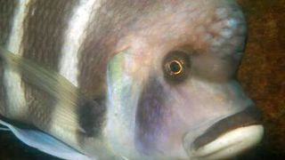 Cyphotilapia gibberosa is one of the particularly curious cichlids in Lake Tanganyika. (Source: University of Basel, Adrian Indermaur)