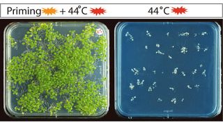 Der linke Teil des Bildes zeigt Keimlinge, die zunächst mit einem moderaten Hitze-Stress (Priming) und anschließend mit hohen Temperaturen (44 °C) behandelt wurden. Der rechte Teil zeigt Keimlinge, die ohne Priming hohen Temperaturen ausgesetzt waren. Die Experimente machen deutlich, dass das molekulare Hitzestress-Gedächtnis es den Pflanzen ermöglicht, einen ansonsten tödlichen Hochtemperaturstress (44 °C) zu überleben, wenn sie Tage vorher einem moderaten Temperaturstress (Priming) ausgesetzt werden.  (Bild: Justyna Jadwiga Olas, MPI-MP)