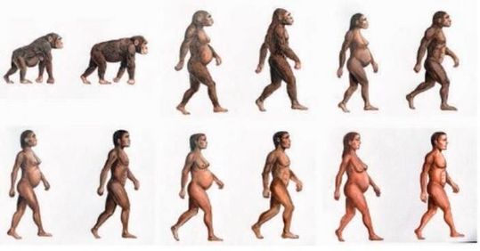 University of Sydney researchers developed a model spanning approximately four million years of human evolution to examine whether dietary carbohydrates could meet the increasing glucose demands of a growing brain.(Source:  Dennis Della Corte/ University of Sydney)