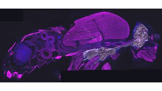 Querschnitt durch eine erwachsene Fliege: Die Octopamin-nutzenden Nervenzellen sind weiß dargestellt. Sie verlaufen vom zentralen Nervensystem zu verschiedenen Organen im Körper, darunter auch Muskeln (magenta). (Bild: Mareike Selcho/Universität Leipzig)