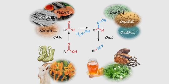 Eine zyanidfreie chemoenzymatische Kaskade für die Nitrilsynthese.(Bild:  IMBT - TU Graz)