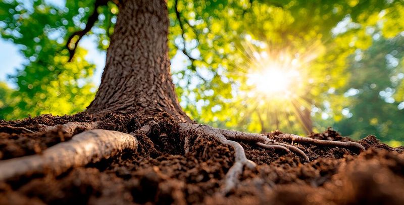Versteckte Gefahr im Waldboden - TU-Forscher weisen erstmals Speicherung von Mikroplastik in Wäldern nach(Bild: ©  VISUAL BACKGROUND - stock.adobe.com)