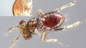 Stummelflügeliges Männchen der parasitischen Wespe Trichogramma turkestanica. (Bild: Joachim Ruther)