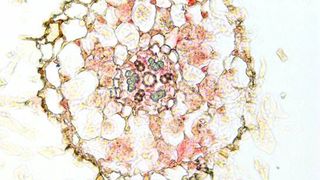 Querschnitt durch eine mykorrhizierte Wurzel vom Schneckenhornklee. Die roten Stellen zeigen Anhäufungen der microRNA in und um Pilz-besiedelte Zellen.  (Bild: MPI für molekulare Pflanzenphysiologie)