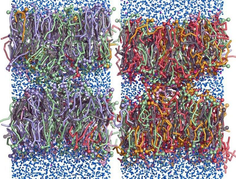 Simulierte Membranfusion  Biologische Membranen bestehen aus tausenden verschiedenen Lipid-Arten und sind zudem asymmetrisch aufgebaut. Was für biologische Vorteiledies den Zellen bringt, wollen Forscher der Universität des Saarlandes herausfinden. Mithilfe einer neuen Computer-Simulationsmethode haben sie Membranfusionen untersucht, die bei vielen biologischen Funktionen eine zentrale Rolle spielen.   Die Abbildung zeigt zwei Simulationsmodelle mit je zwei über einen so genannten Stalk verbundenen Membranen: Links wurde die Lipidzusammensetzung der äußeren Einzelschicht einer Plasmamembran simuliert, rechts der inneren (fusionsfreudigeren) Einzelschicht. Hier gehts zur Originalmeldung Wissenschaftsbild des Tages vom 18.11.2021    (Jochen Hub)