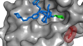 Der SAFit-Ligand (blau und grün) ist ein hoch selektiver Hemmstoff von FKBP51 (grau), einem Risikofaktor für stressbedingte psychiatrische Erkrankungen. Durch die Anlagerung von SAFit ändert sich die Ausrichtung einer Seitenkette des FKBP51 Proteins (rot). Dies ist bei dem sehr ähnlichen funktionalen Gegenspieler FKBP52 nicht möglich. (Bild: MPI für Psychiatrie / Felix Hausch)