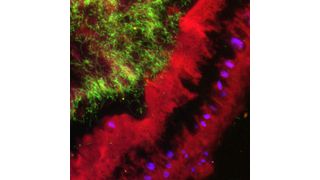Die Fluoreszenz-in-situ-Hybridisierung der symbiotischen Mikroorganismen im Darm der Insekten zeigt allgemeine Bakterien (rot), Coriobacterium (grün) und die Zellkerne des Wirtes (lila). (Bild: Sailendharan Sudakaran / Max-Planck-Institut für chemische Ökologie)