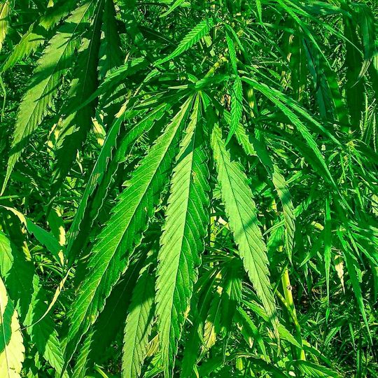 Die derzeit am häufigsten gewonnenen Moleküle im Bereich der Pflanzenchemie sind Cannabidiol (CBD) und THC aus Cannabis und Hanf.(Bild: Pixabay)