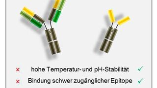 Die vorteilhaften Eigenschaften von Schwere-Ketten-Antikörpern im Vergleich zu konventionellen Antikörpern (Knauer)