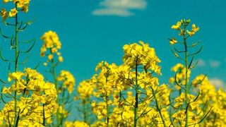 Rapssaat enthält nicht nur Öl, sondern auch hochwertiges Eiweiß. Doch Proteinextrakte aus Raps besitzen eine intensive, bittere Fehlnote. (Symbolbild) (gemeinfrei)
